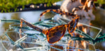 Load image into Gallery viewer, Bosley's Basset Hound Dreams OG Sunglasses
